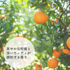 ボディオイル / ハーブオイル オレンジ・サイプレス 120ml