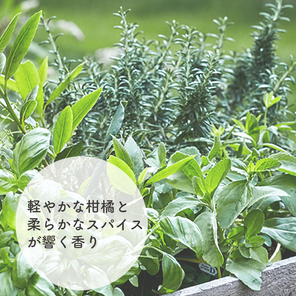 ボディオイル / ハーブオイル リトセア・コリアンダー 120ml