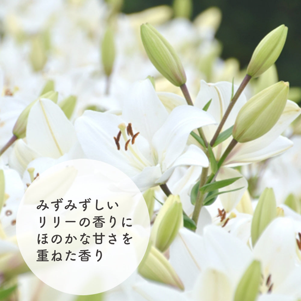 天然香水 リリー オブ ザ バーリー 50ml